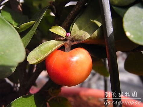 西印度櫻桃風水|西印度櫻桃 (恆春熱帶植物園)